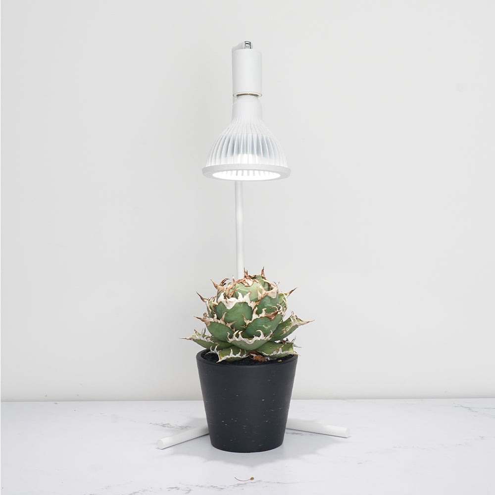 【Akond】<br>Lighting stand/Desk stand<br>Height: 54cm/74cm