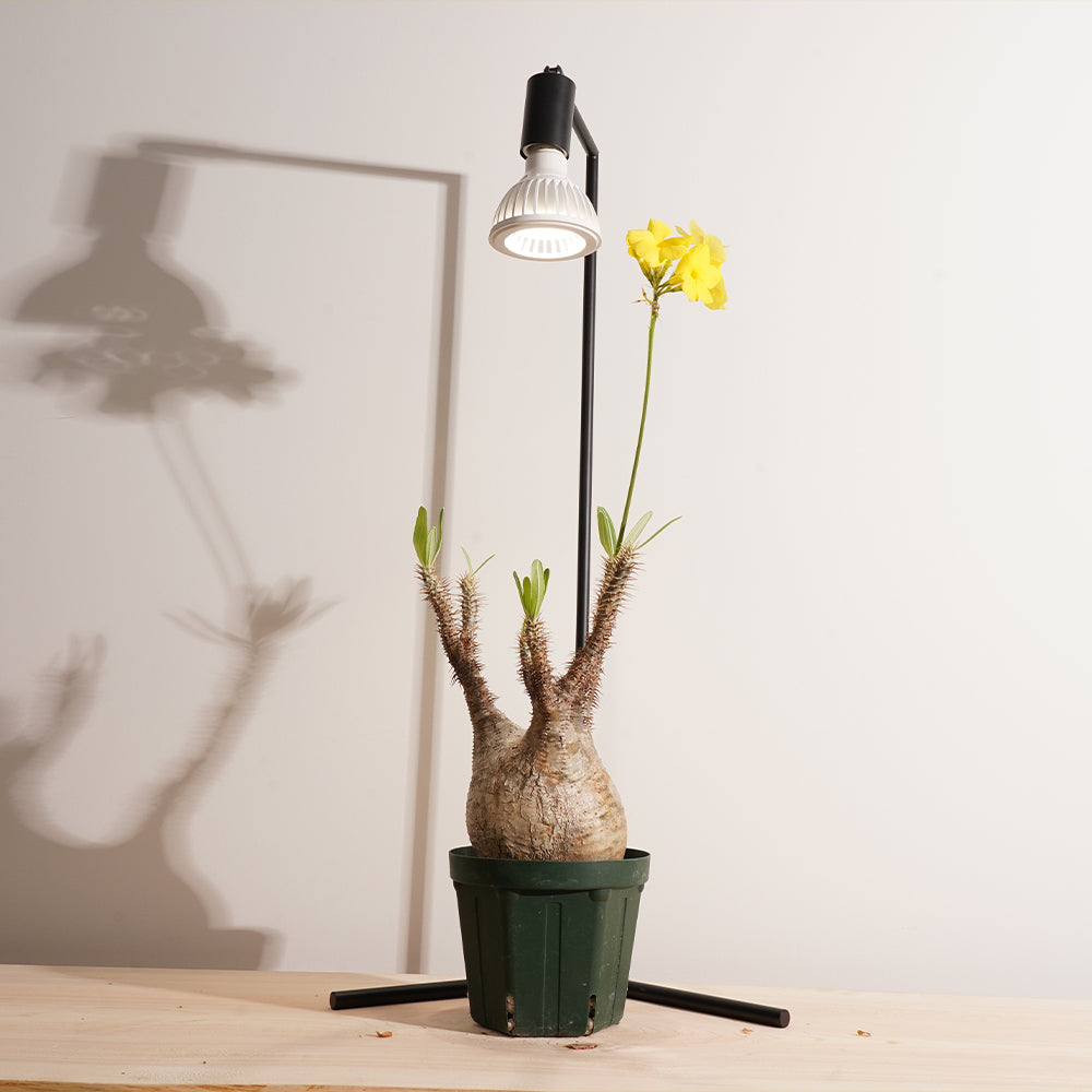 【TSUKUYOMI 10W】BULB E26<br>CCT: 4000~5000K