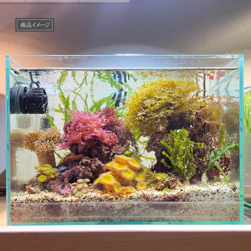 【SUSANOO 10W】BULB E26<br>CCT: 11000~16000K