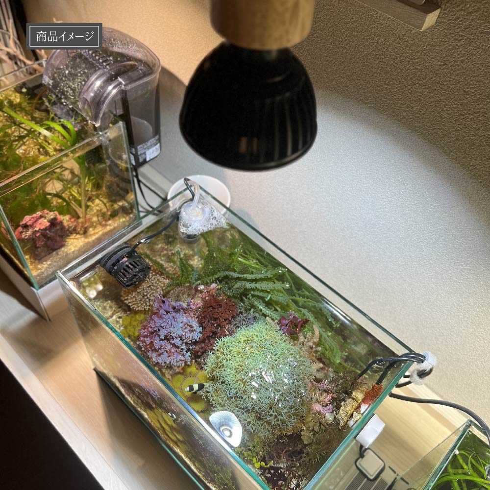 【SUSANOO 10W】BULB E26<br>CCT: 11000~16000K