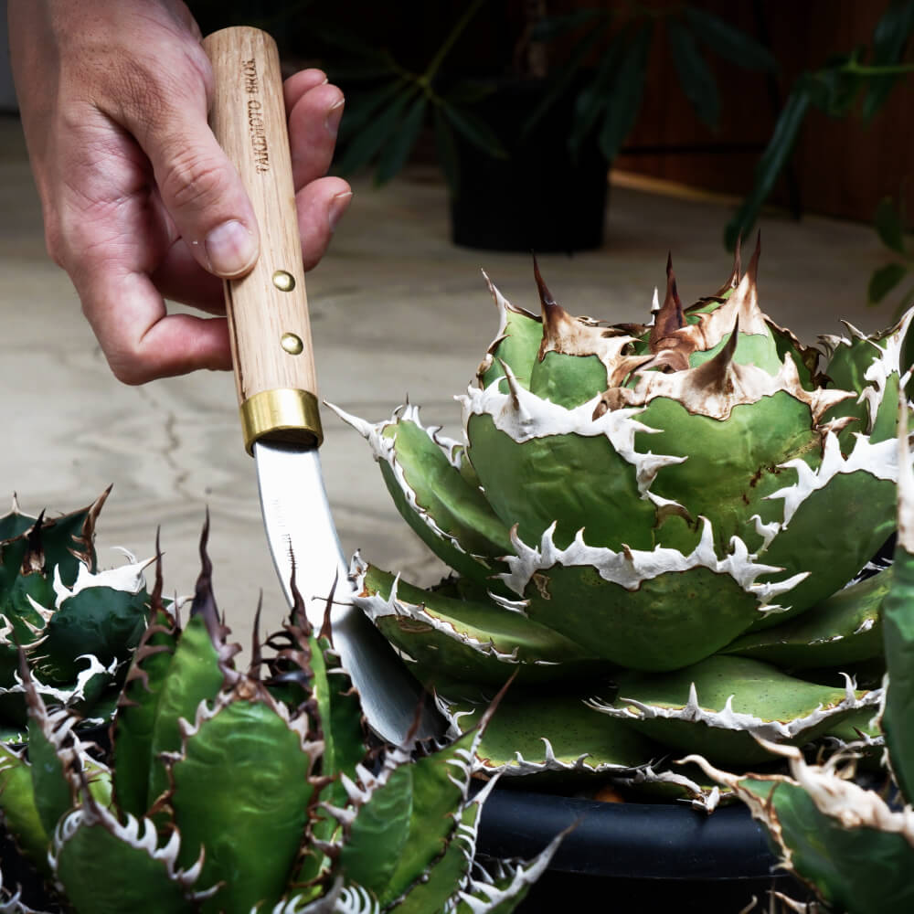 【TAKEMOTO BROS SICKLES Transplanting & Utility Sickle】