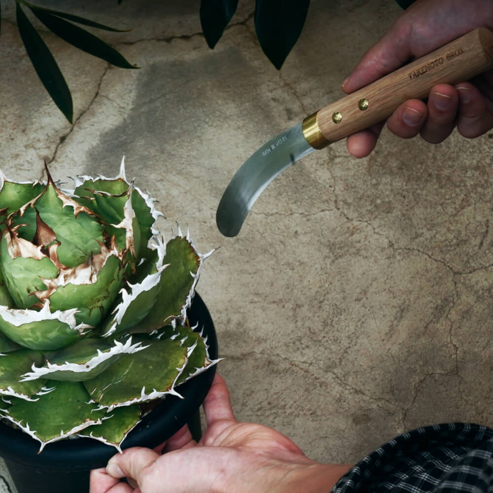 【TAKEMOTO BROS SICKLES Transplanting & Utility Sickle】