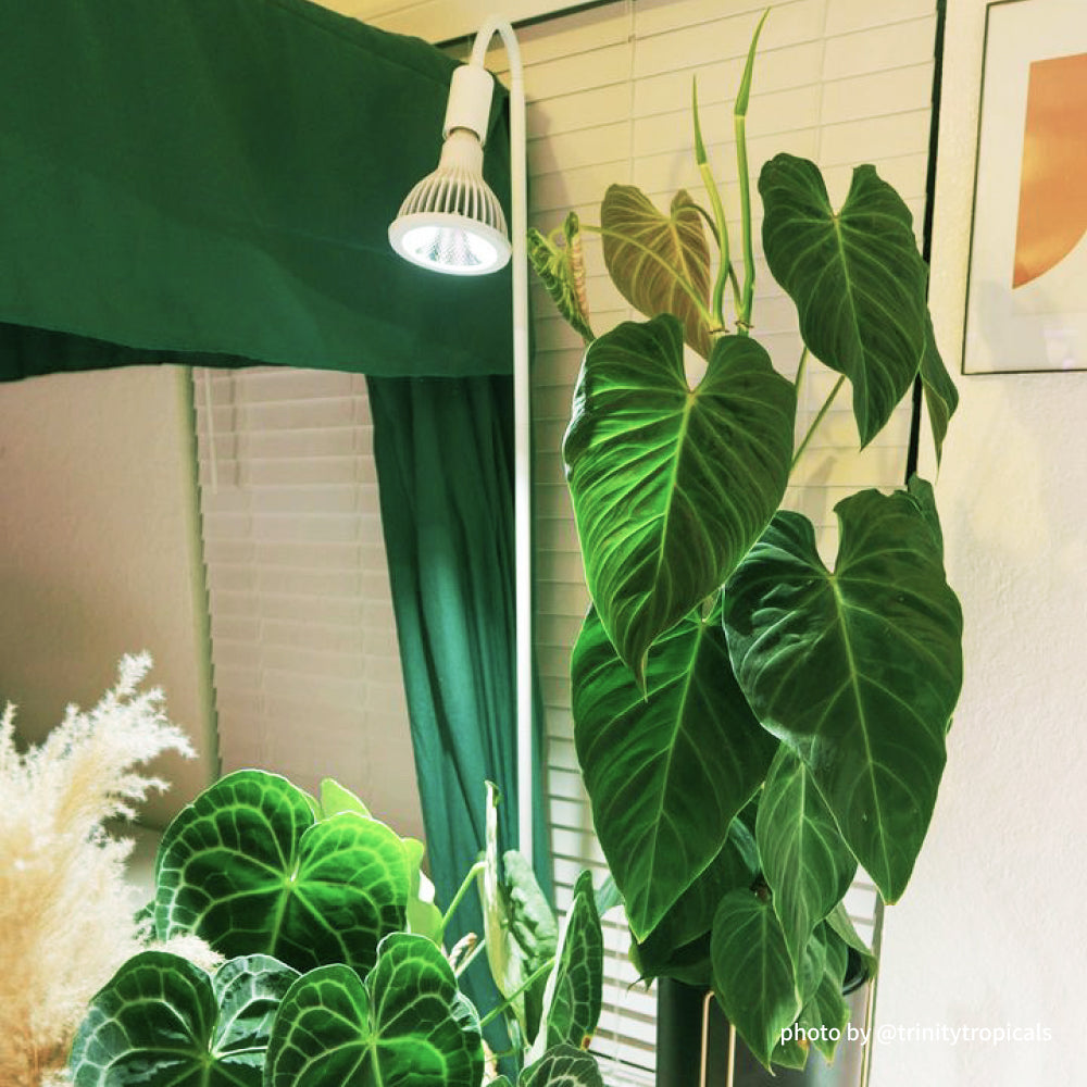 【NEO TSUKUYOMI LED 20W】<br>BULB E26<br>CCT: 4000~5000K