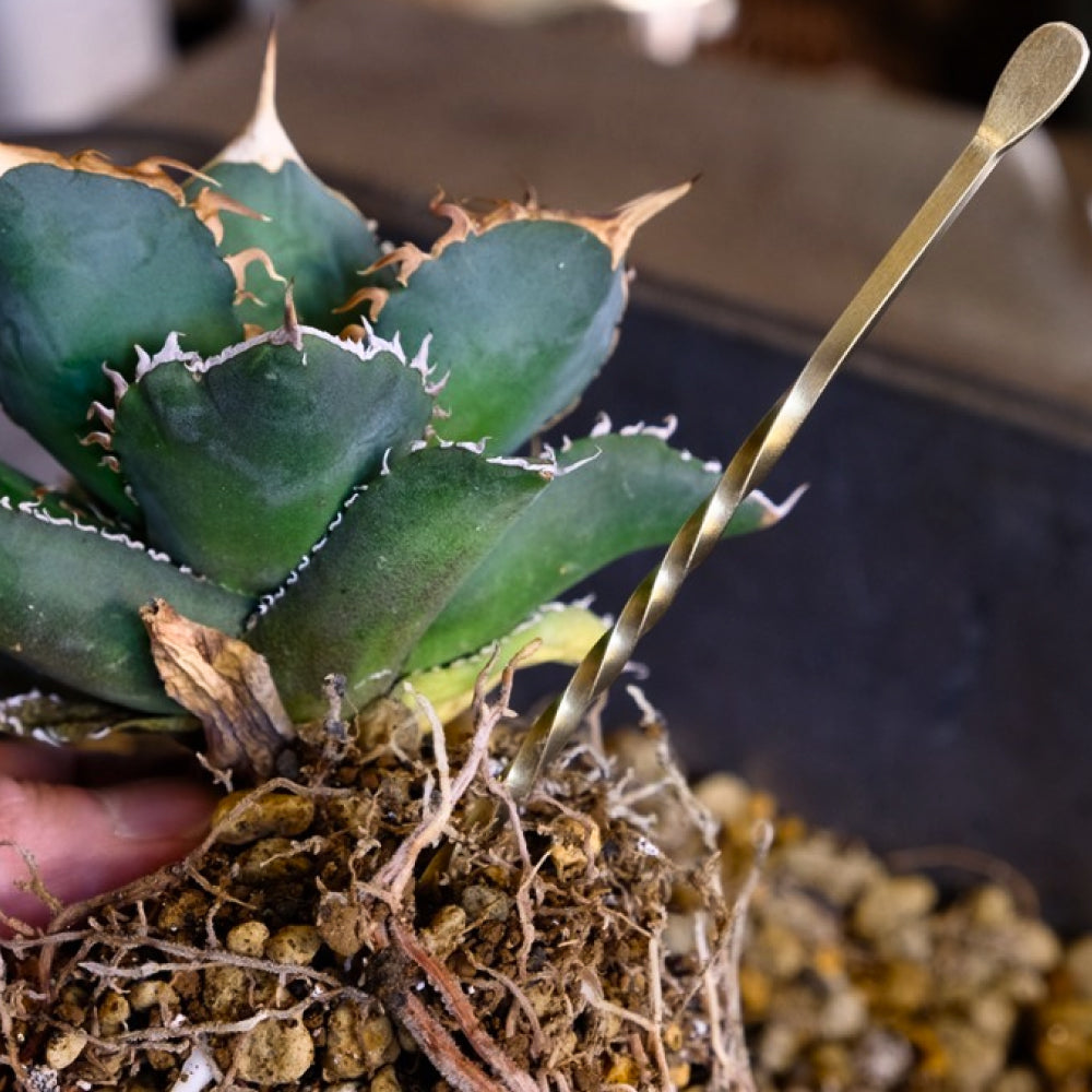 【SOIL STICK TAKEMOTO BROS】